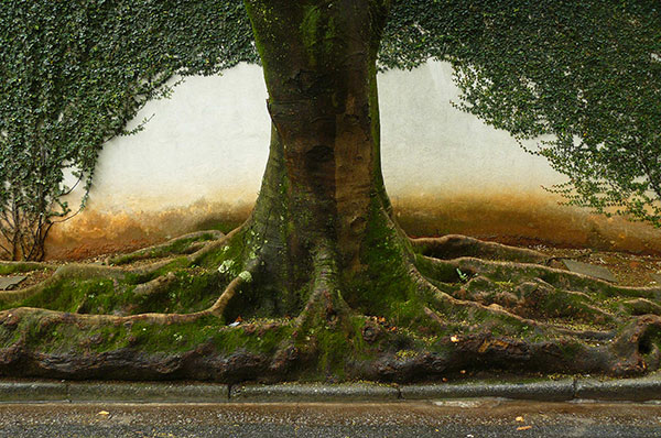 Tronco de árvore e raízes espalhadas pela calçada de uma rua de São Paulo