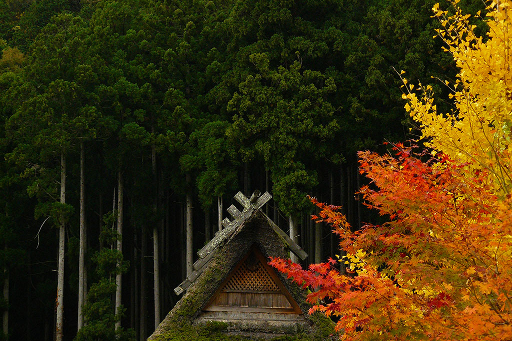 Pinheiros, momiji e ginkgo no outono, Miyama, Kyoto, Japão em foto de Gil Gosch