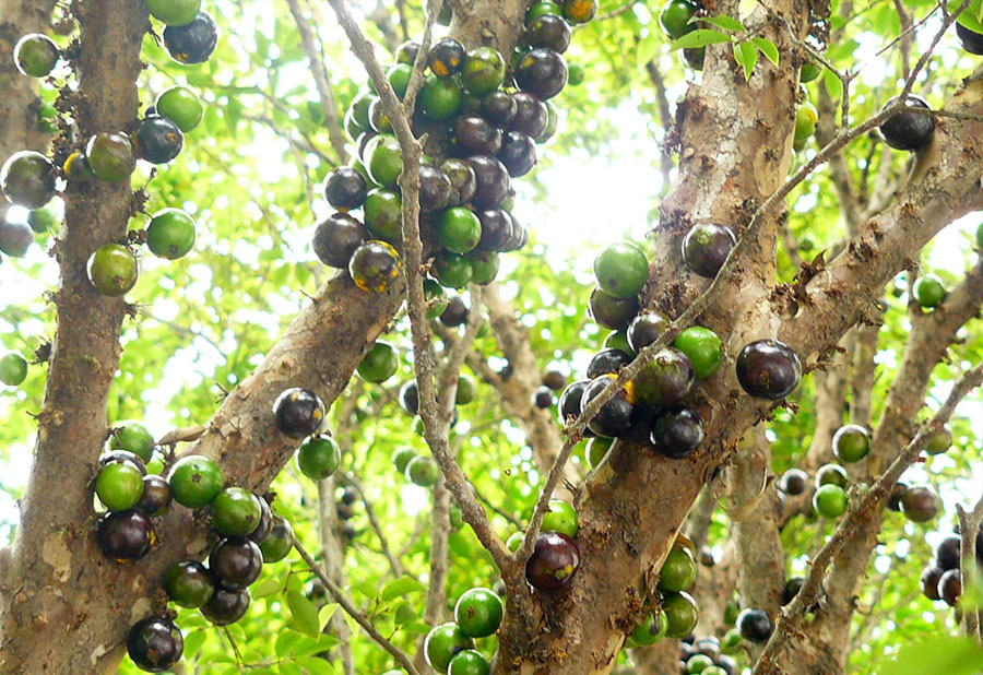 jabuticabeira cheia de fruta planta tintoria tingimento natural