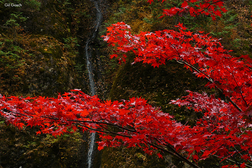 Folhas vermelhas de momiji no outono do Japão em foto de Gil Gosch