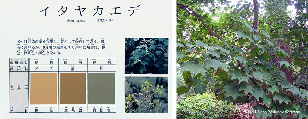 Acer mono ou Ataya Kaede/Acer