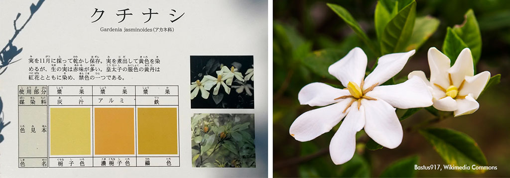 Gardenia jasminoides ou Kuchinashi/Gardênia