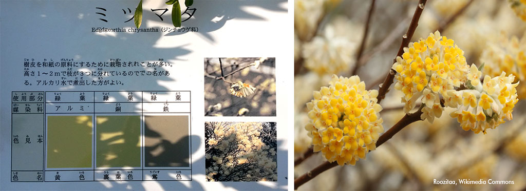 Edgeworthia chrysantha ou Mitsumata